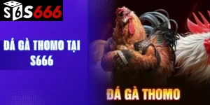 Đá gà Thomo tại S666: Trực tiếp & Phân tích kèo hôm nay