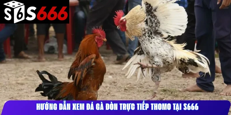 Hướng dẫn xem đá gà đòn trực tiếp Thomo tại S666