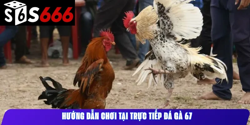 Hướng dẫn chơi tại trực tiếp đá gà 67