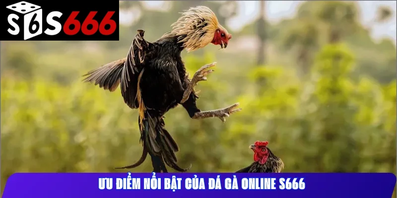 Ưu điểm nổi bật của đá gà online S666